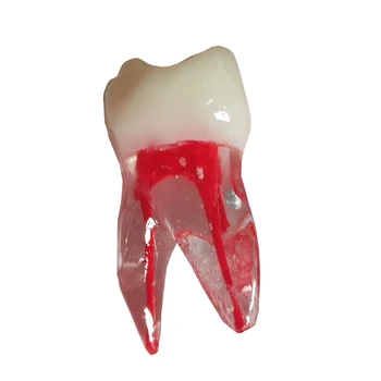 2vnt Dantų Šaknų Kanalų, Dantų Modelio Stomatologas Mokymo Modeliavimo Mokymo Dantų Studentų Endo Fizinės Terapijos Praktikos Įrankiai