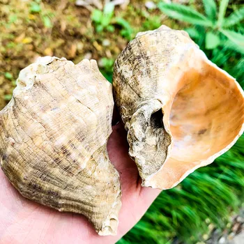 8-10cm Gamtos Myli Shell 