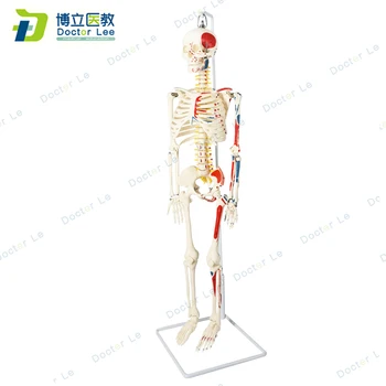 85 cm, lanksčios žmogaus skeleto modelis su numeriais ortopedijos mokymo, stuburo modelių supaprastintą švietimo