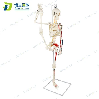 85 cm, lanksčios žmogaus skeleto modelis su numeriais ortopedijos mokymo, stuburo modelių supaprastintą švietimo