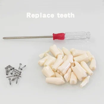 Compatibly Nissin prekės ženklo Dantų Dervos Danties Modelis Medžiaga Plastikas Dantų Mokymo Modelį Odontologijos Terapijos Vaisto nemokamas pristatymas