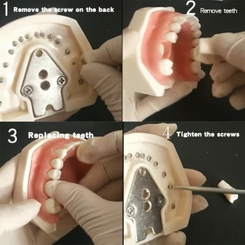 Compatibly Nissin prekės ženklo Dantų Dervos Danties Modelis Medžiaga Plastikas Dantų Mokymo Modelį Odontologijos Terapijos Vaisto nemokamas pristatymas